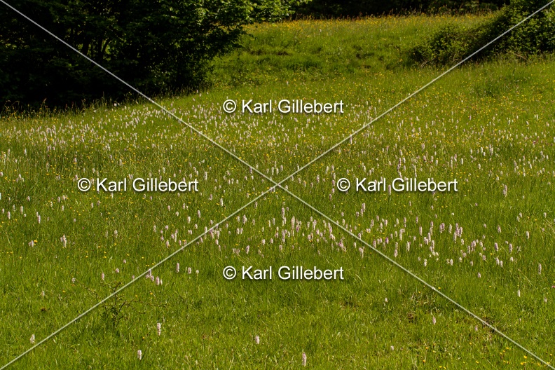 Karl-Gillebert-orchis-de-mai-dactylorhiza-majalis-8823.jpg