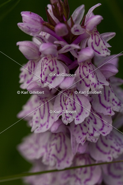 Karl-Gillebert-orchis-de-mai-dactylorhiza-majalis-8850.jpg