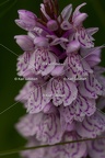 Karl-Gillebert-orchis-de-mai-dactylorhiza-majalis-8850
