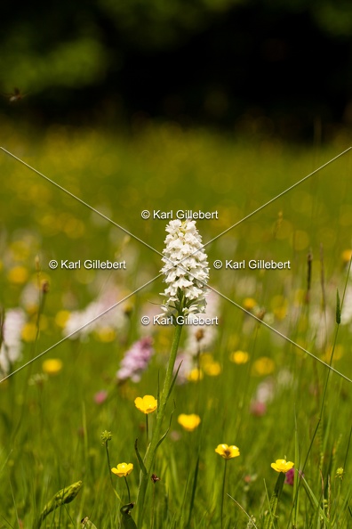 Karl-Gillebert-orchis-de-mai-dactylorhiza-majalis-8889.jpg