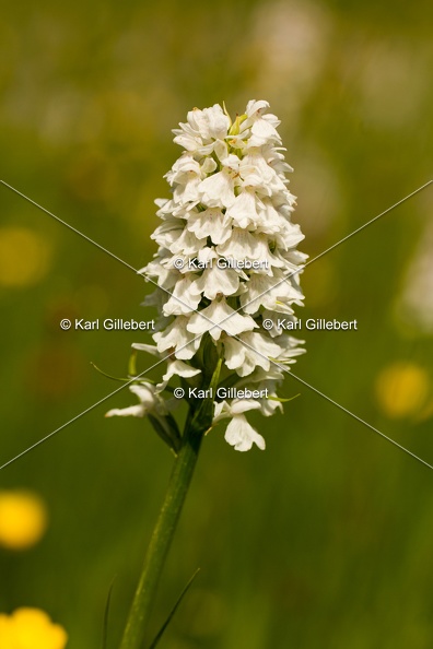 Karl-Gillebert-orchis-de-mai-dactylorhiza-majalis-8893.jpg