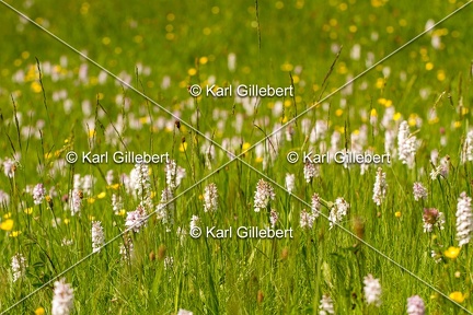 Karl-Gillebert-orchis-de-mai-dactylorhiza-majalis-8896