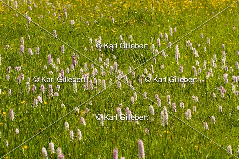 Karl-Gillebert-orchis-de-mai-dactylorhiza-majalis-8907.jpg