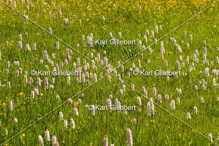 Karl-Gillebert-orchis-de-mai-dactylorhiza-majalis-8907