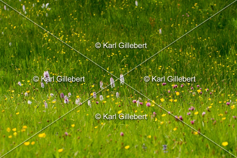 Karl-Gillebert-orchis-de-mai-dactylorhiza-majalis-8982