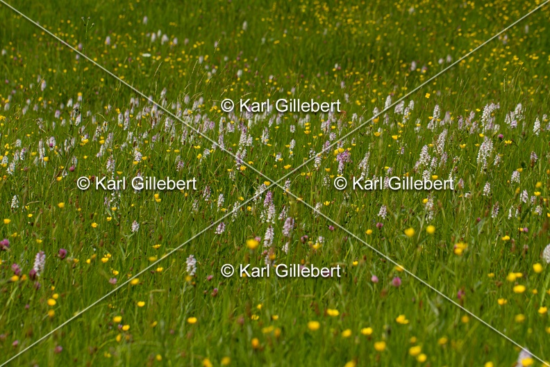 Karl-Gillebert-orchis-de-mai-dactylorhiza-majalis-8984.jpg