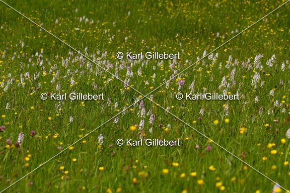 Karl-Gillebert-orchis-de-mai-dactylorhiza-majalis-8984