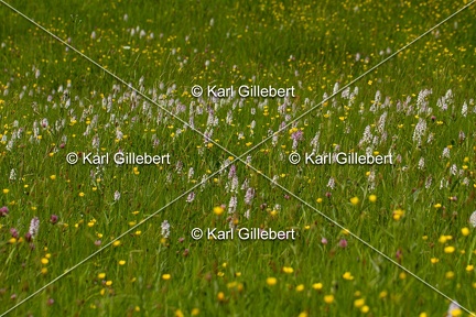 Karl-Gillebert-orchis-de-mai-dactylorhiza-majalis-8984