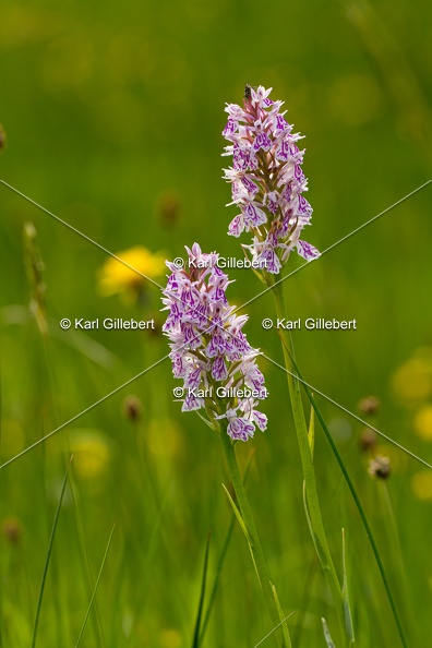 Karl-Gillebert-orchis-de-mai-dactylorhiza-majalis-8990.jpg