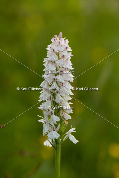 Karl-Gillebert-orchis-de-mai-dactylorhiza-majalis-9010.jpg