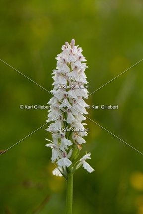 Karl-Gillebert-orchis-de-mai-dactylorhiza-majalis-9010