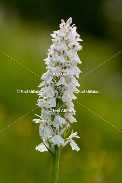 Karl-Gillebert-orchis-de-mai-dactylorhiza-majalis-9018.jpg