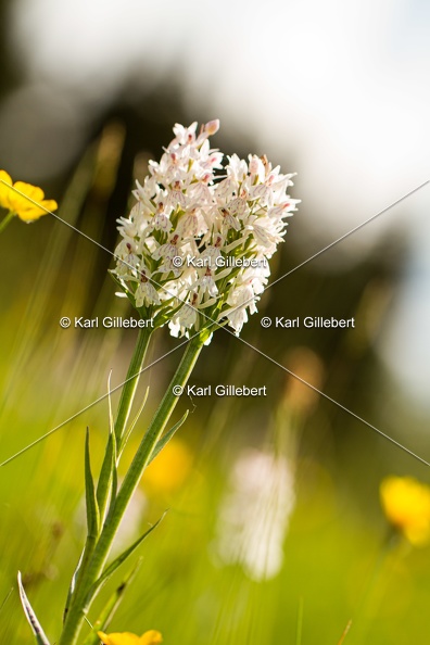 Karl-Gillebert-orchis-de-mai-dactylorhiza-majalis-9050.jpg