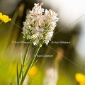 Karl-Gillebert-orchis-de-mai-dactylorhiza-majalis-9050