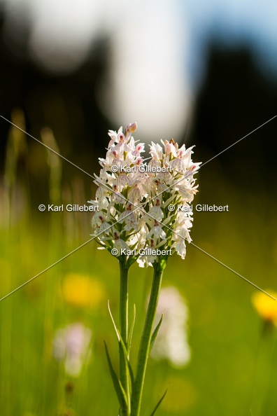 Karl-Gillebert-orchis-de-mai-dactylorhiza-majalis-9054.jpg