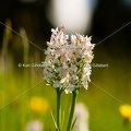 Karl-Gillebert-orchis-de-mai-dactylorhiza-majalis-9054