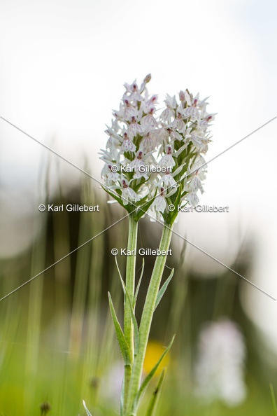 Karl-Gillebert-orchis-de-mai-dactylorhiza-majalis-9057.jpg
