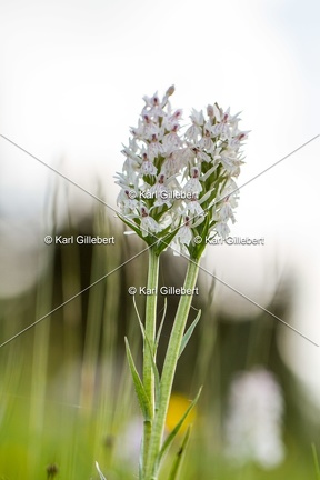 Karl-Gillebert-orchis-de-mai-dactylorhiza-majalis-9057