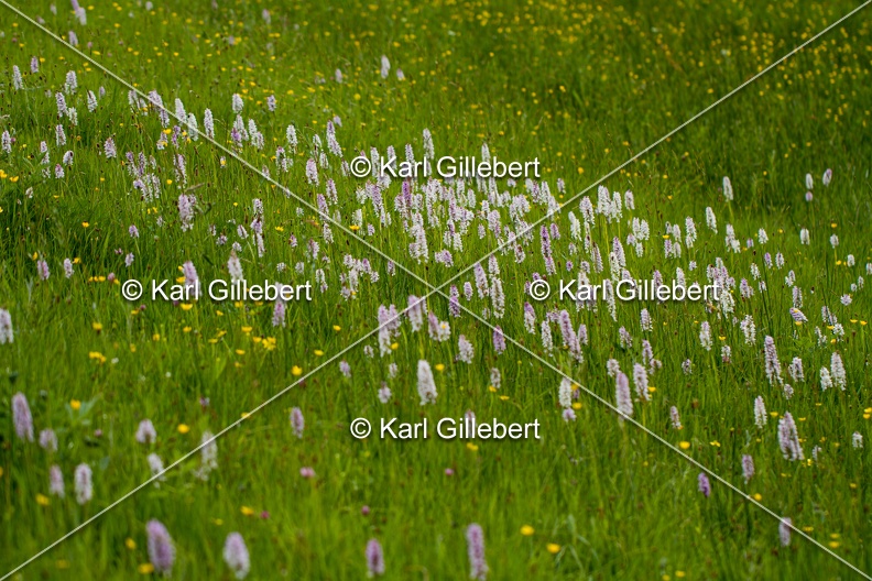 Karl-Gillebert-orchis-de-mai-dactylorhiza-majalis-9061.jpg
