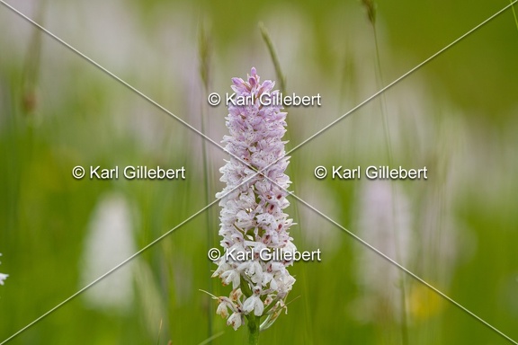 Karl-Gillebert-orchis-de-mai-dactylorhiza-majalis-9066