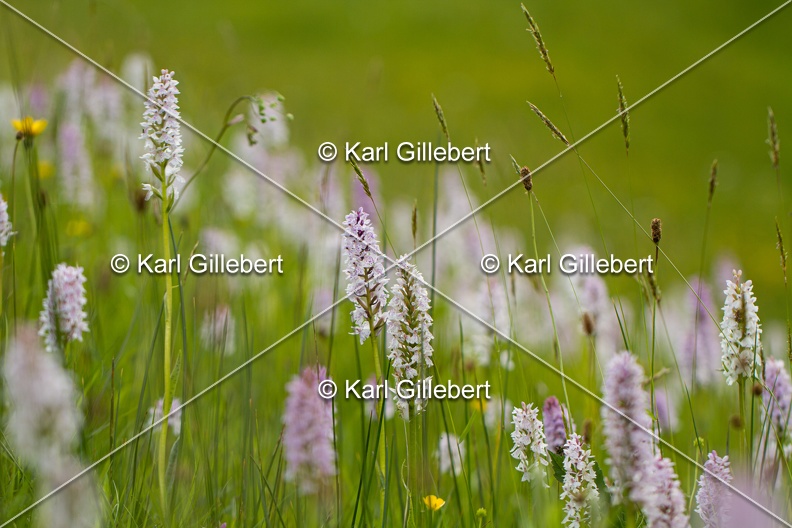 Karl-Gillebert-orchis-de-mai-dactylorhiza-majalis-9068.jpg