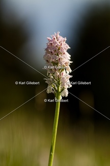 Karl-Gillebert-orchis-de-mai-dactylorhiza-majalis-9082