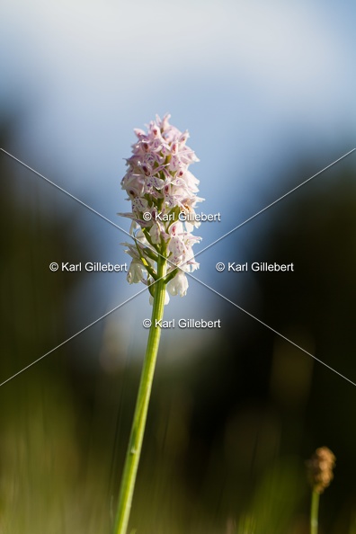 Karl-Gillebert-orchis-de-mai-dactylorhiza-majalis-9089.jpg