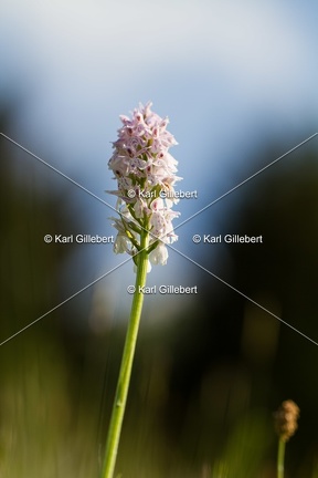 Karl-Gillebert-orchis-de-mai-dactylorhiza-majalis-9089