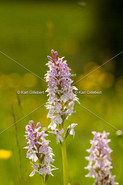 Karl-Gillebert-orchis-de-mai-dactylorhiza-majalis-9157.jpg