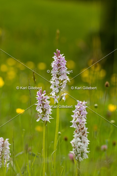 Karl-Gillebert-orchis-de-mai-dactylorhiza-majalis-9160.jpg