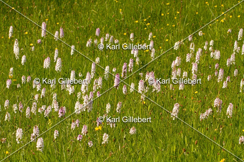 Karl-Gillebert-orchis-de-mai-dactylorhiza-majalis-9203.jpg
