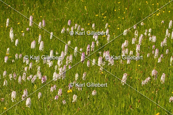 Karl-Gillebert-orchis-de-mai-dactylorhiza-majalis-9203