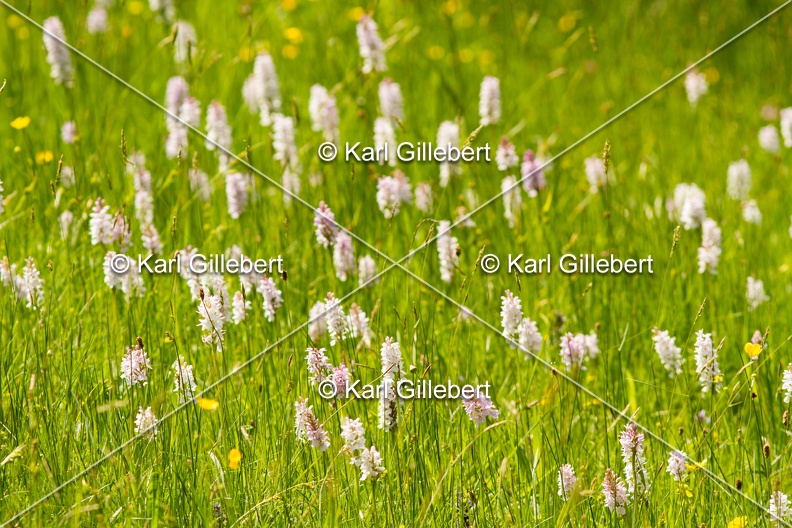 Karl-Gillebert-orchis-de-mai-dactylorhiza-majalis-8742