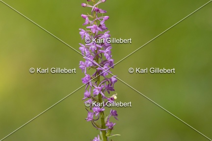 Karl-Gillebert-orchis-moucheron-gymnadenia-conopsea-6000