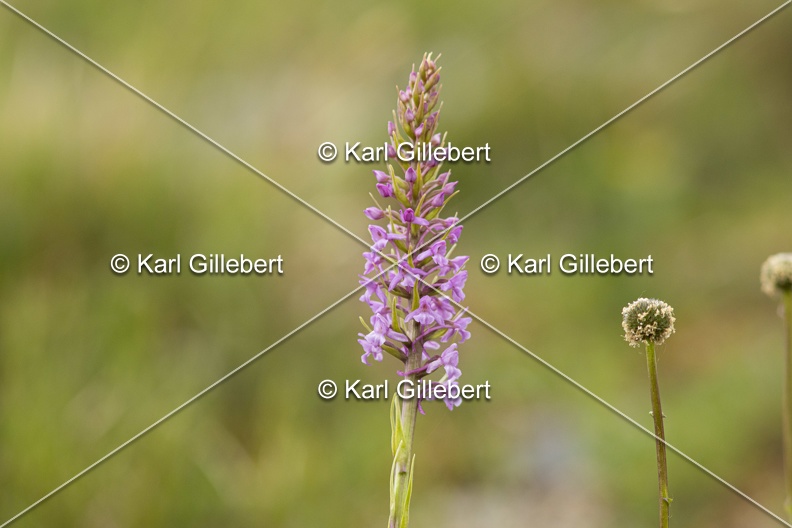 Karl-Gillebert-orchis-moucheron-gymnadenia-conopsea-6001.jpg