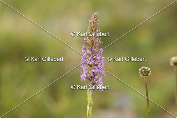 Karl-Gillebert-orchis-moucheron-gymnadenia-conopsea-6001