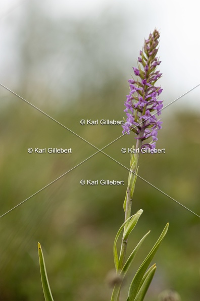 Karl-Gillebert-orchis-moucheron-gymnadenia-conopsea-6008.jpg