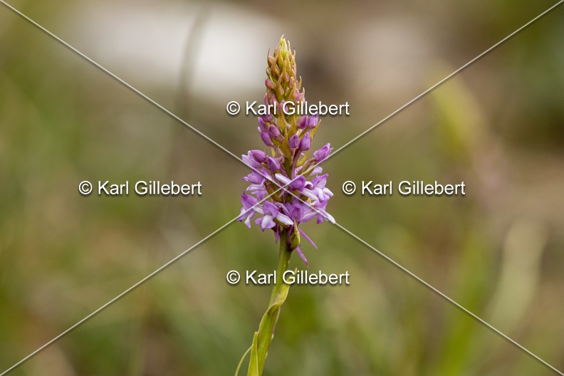 Karl-Gillebert-orchis-moucheron-gymnadenia-conopsea-5967.jpg