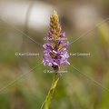 Karl-Gillebert-orchis-moucheron-gymnadenia-conopsea-5967