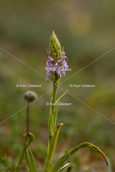 Karl-Gillebert-orchis-moucheron-gymnadenia-conopsea-5970.jpg