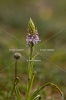Karl-Gillebert-orchis-moucheron-gymnadenia-conopsea-5970