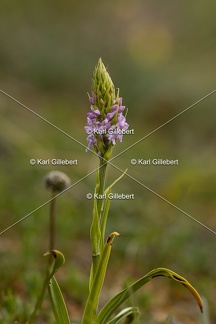 Karl-Gillebert-orchis-moucheron-gymnadenia-conopsea-5970