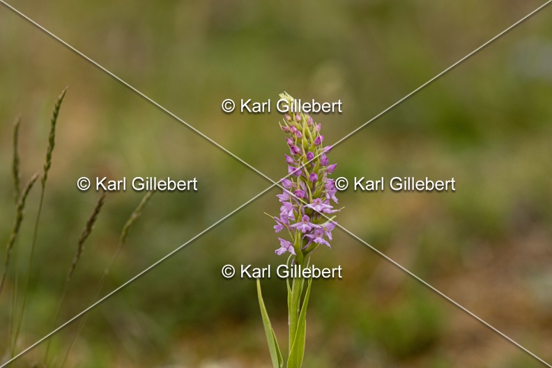 Karl-Gillebert-orchis-moucheron-gymnadenia-conopsea-5972.jpg