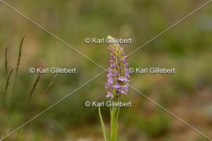 Karl-Gillebert-orchis-moucheron-gymnadenia-conopsea-5972