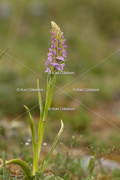 Karl-Gillebert-orchis-moucheron-gymnadenia-conopsea-5975.jpg