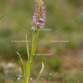 Karl-Gillebert-orchis-moucheron-gymnadenia-conopsea-5975