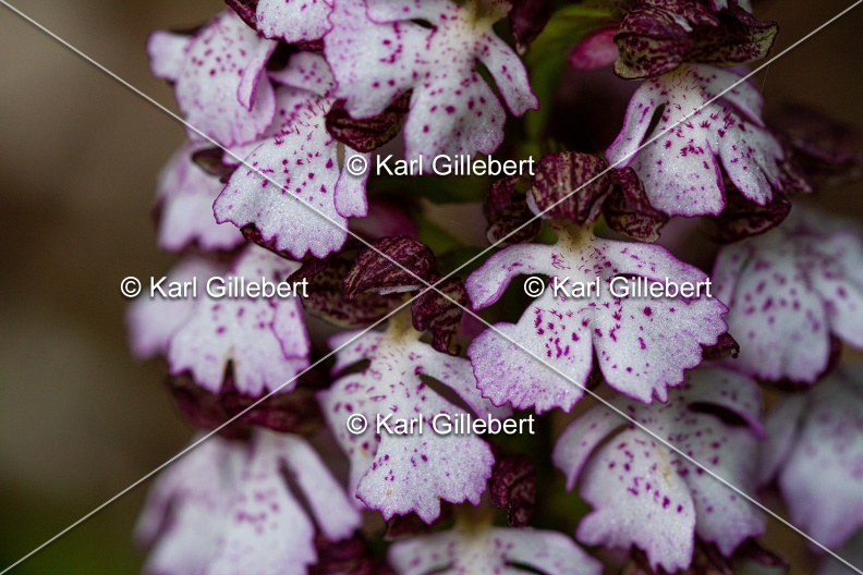 Karl-Gillebert-orchis-pourpre-orchis-purpurea-0895.jpg