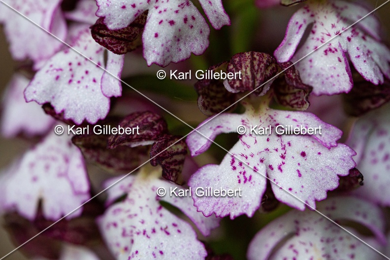 Karl-Gillebert-orchis-pourpre-orchis-purpurea-0898.jpg