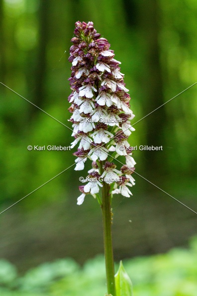 Karl-Gillebert-orchis-pourpre-orchis-purpurea-0908.jpg