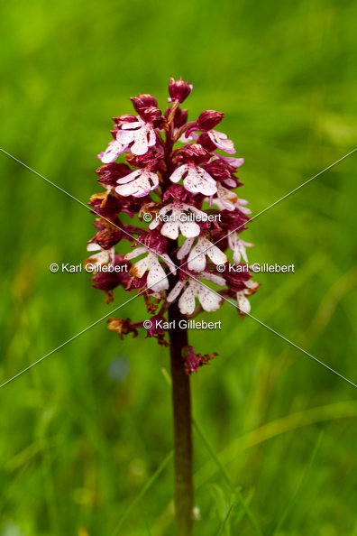 Karl-Gillebert-orchis-pourpre-orchis-purpurea-2341.jpg
